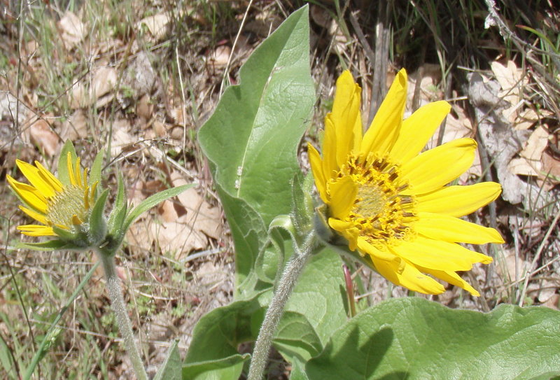 first balsamroot of the season